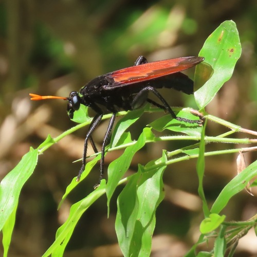 Protomydas rubidapex (Protomydas rubidapex)