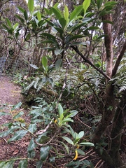 Scaevola glabra