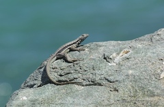 Microlophus atacamensis