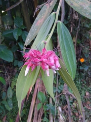 Cavendishia pubescens