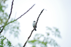 Sporophila telasco