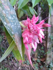 Cavendishia pubescens