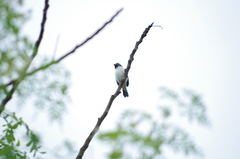 Sporophila telasco