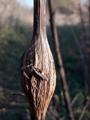 Lasioptera artemisiae