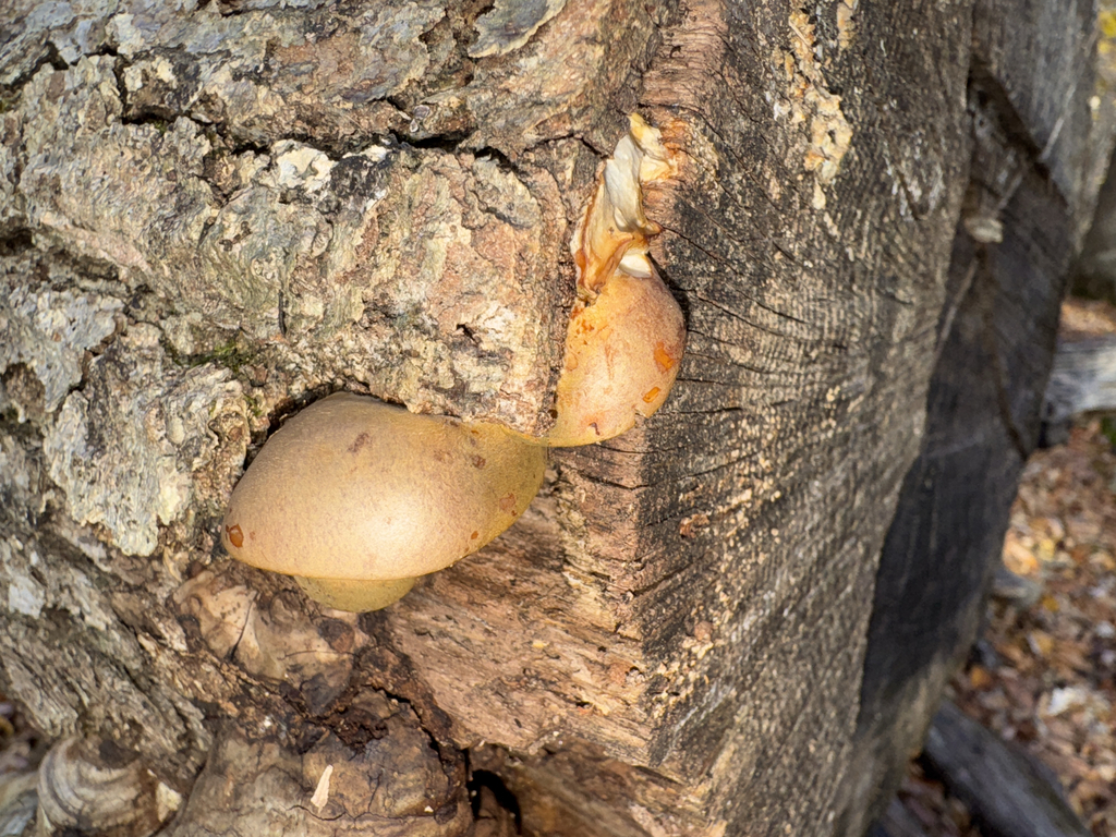 Sarcomyxa serotina · November 2025 · photo: © elk652 (iNaturalist, cc0)