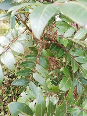 Rhus schiedeana