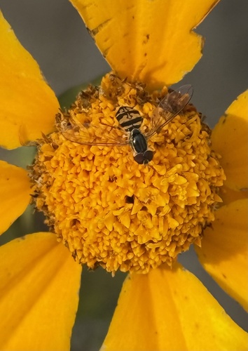 Unknown species found near Bacall Ln, Potomac, MD, US
