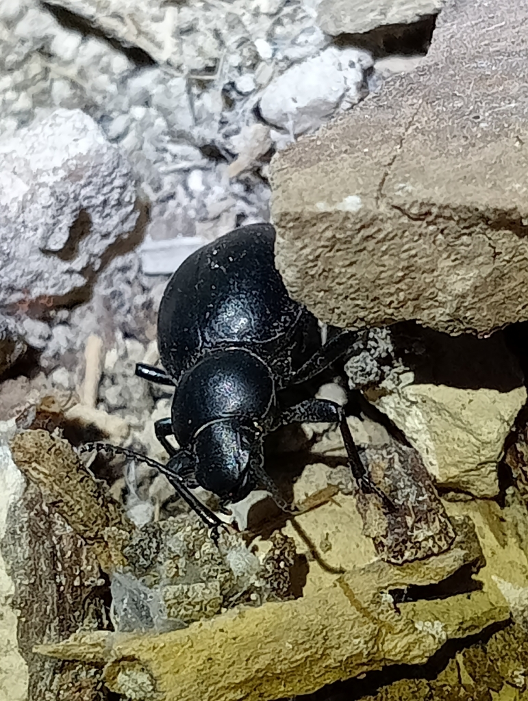 Tentyria laevis