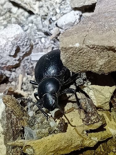Tentyria laevis