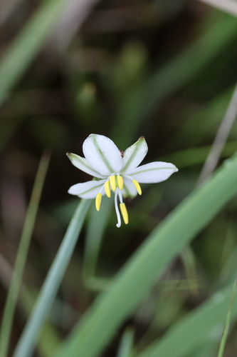 Chlorophytum cooperi, photograph 6