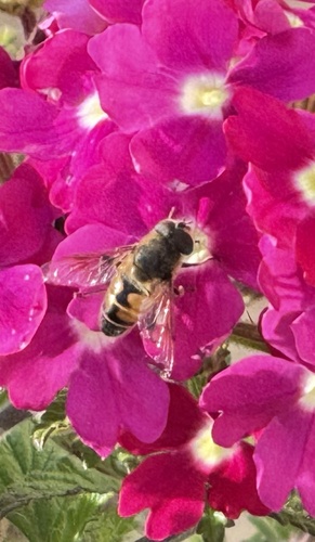 Unknown species found near Bacall Ln, Potomac, MD, US