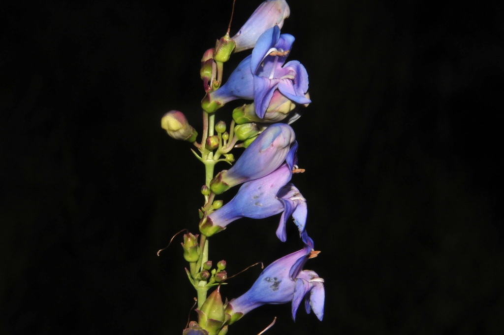 Penstemon virgatus; photograph (c) Brian Finzel, some rights reserved (CC BY-SA)