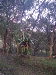 Tillandsia fendleri
