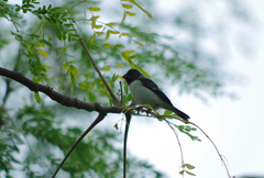 Sporophila telasco