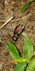 Tetracha fulgida