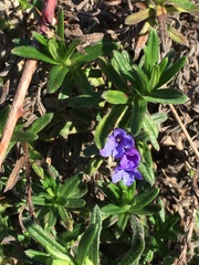 Glandora prostrata prostrata