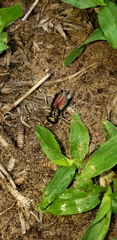 Tetracha fulgida