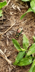 Tetracha fulgida