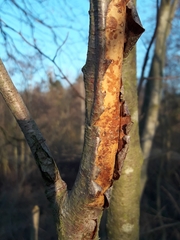 Vuilleminia comedens