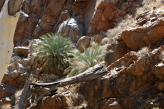 Macrozamia macdonnellii