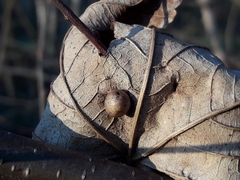 Pediaspis aceris