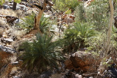 Macrozamia macdonnellii