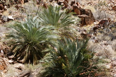 Macrozamia macdonnellii