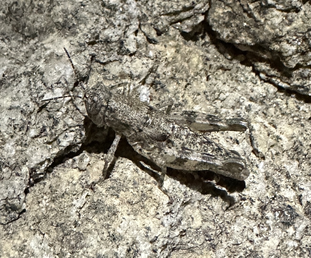 Oedomerus corallipes