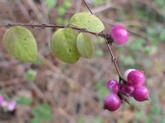 Symphoricarpos doorenbosii