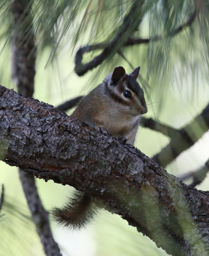 Yellow-pine Chipmunk observed by shuckabone