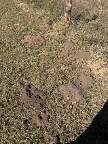 Central Texas Pocket Gopher