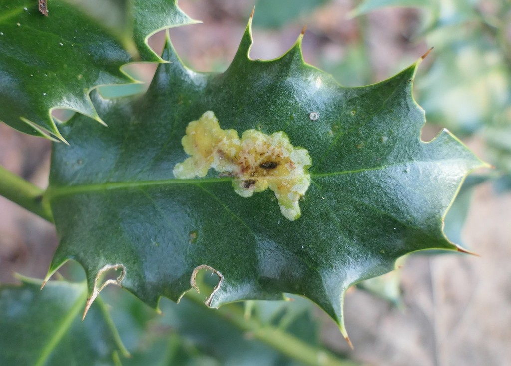 Phytomyza ilicis group