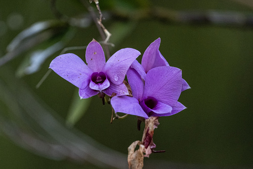 Cooktown Orchid (Dendrobium bigibbum)
