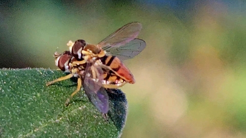 Unknown species found near Centerton, AR 72719, USA
