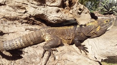 Ctenosaura pectinata