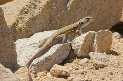 Liolaemus carlosgarini