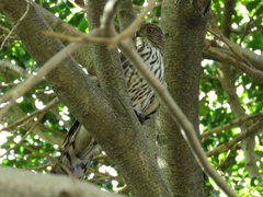 Accipiter cooperii