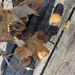 American sycamore from Strawberry Mansion Bridge, Philadelphia, PA, US on November 08, 2025 at 01:06 PM by thebrechloughs