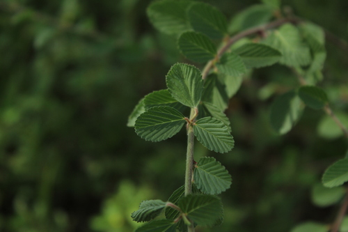 Melochia parvifolia, photograph 1