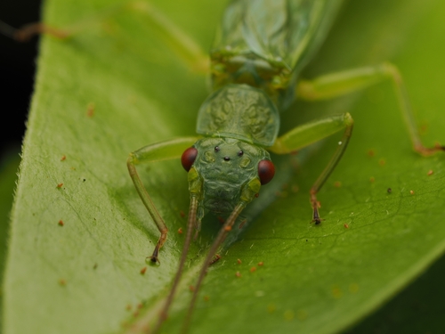 Photograph of Stoneflies