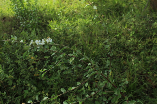 Melochia parvifolia, photograph 2
