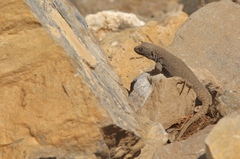 Liolaemus valdesianus