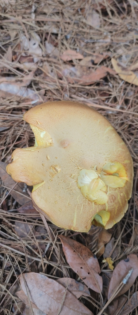Suillus hirtellus
