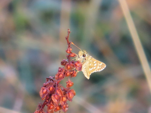 Common Branded Skipper, 1796 De Koog, Nederland, photo 9 of 10