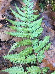 Dryopteris celsa