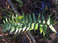 Dryopteris celsa