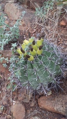Ferocactus herrerae