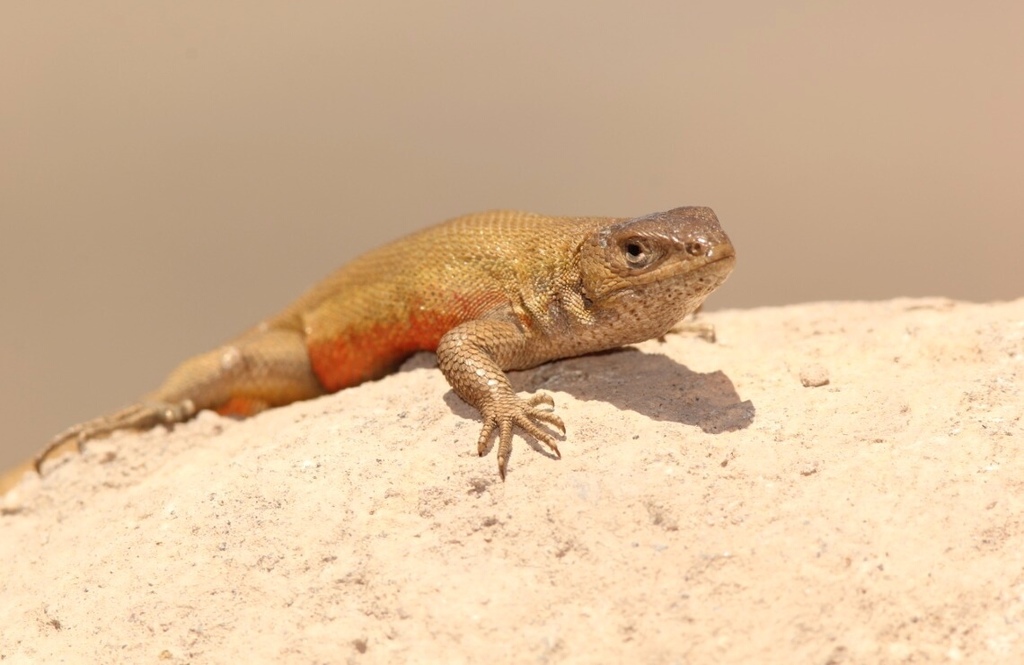 Paulina's Tree Iguana