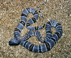 Lampropeltis alterna