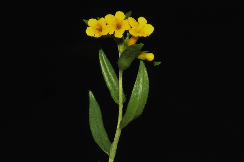 manyflowered gromwell (Lithospermum multiflorum)